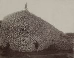 bison.skulls.1870s