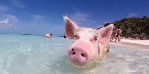 swimming-pig