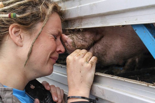 why-vegan-bearing-witness