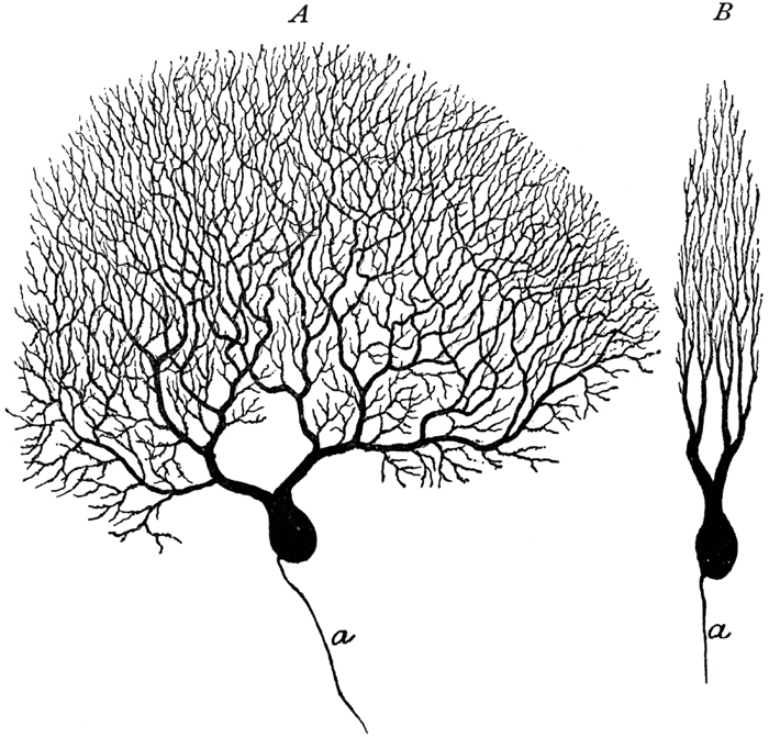 dendritic