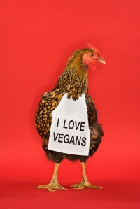 Chicken wearing funny vegan sign.