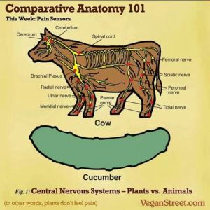 comparative anatomy